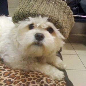 Meet your Posher, Mahbod